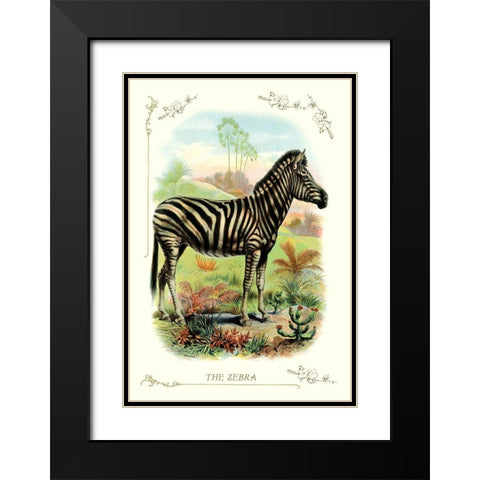 The Zebra, 1900 Black Modern Wood Framed Art Print with Double Matting by Unknown