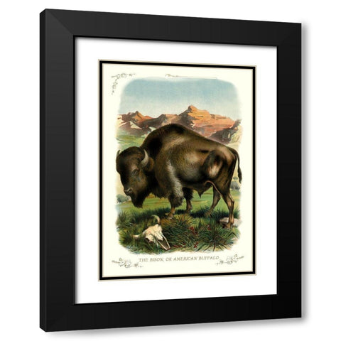 The Bison, or American Buffalo, 1900 Black Modern Wood Framed Art Print with Double Matting by Unknown