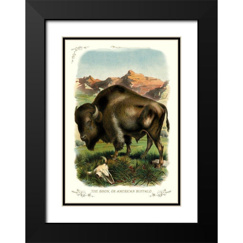 The Bison, or American Buffalo, 1900 Black Modern Wood Framed Art Print with Double Matting by Unknown
