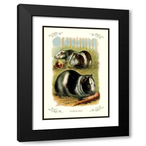 Guinea Pigs, 1900 Black Modern Wood Framed Art Print with Double Matting by Unknown