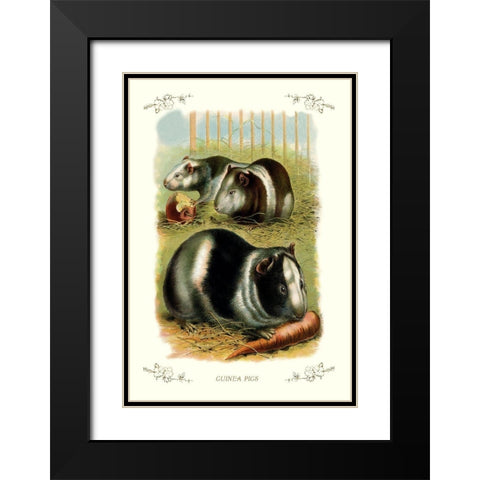 Guinea Pigs, 1900 Black Modern Wood Framed Art Print with Double Matting by Unknown