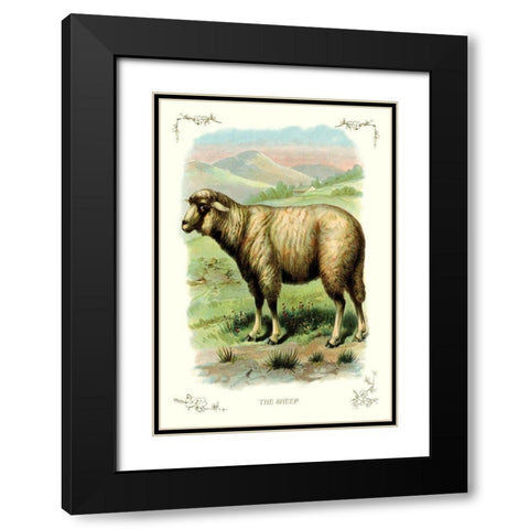 The Sheep, 1900 Black Modern Wood Framed Art Print with Double Matting by Unknown