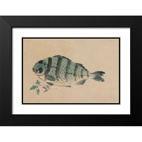 Striped Bass Black Modern Wood Framed Art Print with Double Matting by Unknown