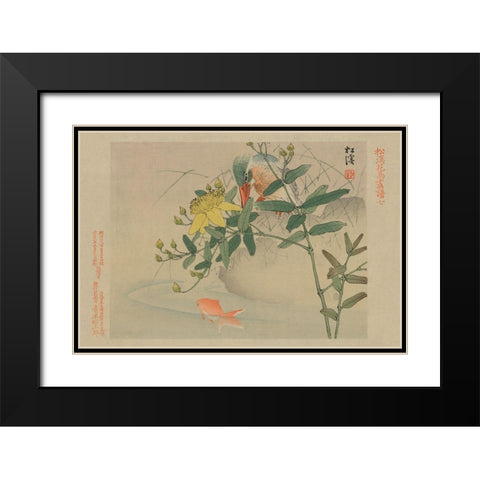 Kingfisher and Goldfish in Pond Black Modern Wood Framed Art Print with Double Matting by Unknown