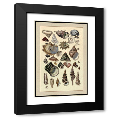 Shells: Trachelipoda #3 Black Modern Wood Framed Art Print with Double Matting by Sowerby, G.B.
