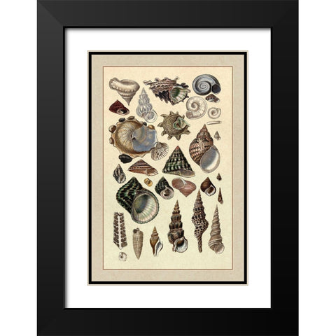 Shells: Trachelipoda #3 Black Modern Wood Framed Art Print with Double Matting by Sowerby, G.B.