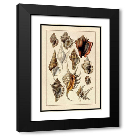 Shells: Trachelipoda #5 Black Modern Wood Framed Art Print with Double Matting by Sowerby, G.B.