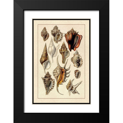 Shells: Trachelipoda #5 Black Modern Wood Framed Art Print with Double Matting by Sowerby, G.B.
