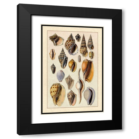 Shells: Trachelipoda #6 Black Modern Wood Framed Art Print with Double Matting by Sowerby, G.B.