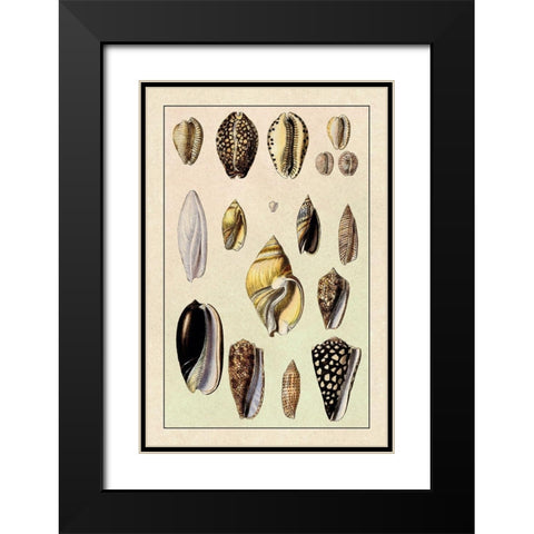 Shells: Convoltae and Orthocerata Black Modern Wood Framed Art Print with Double Matting by Sowerby, G.B.