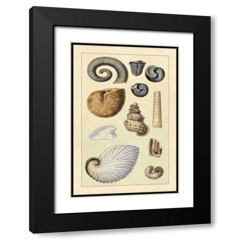 Shells: Ammonacea Black Modern Wood Framed Art Print with Double Matting by Sowerby, G.B.