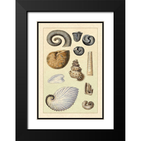 Shells: Ammonacea Black Modern Wood Framed Art Print with Double Matting by Sowerby, G.B.