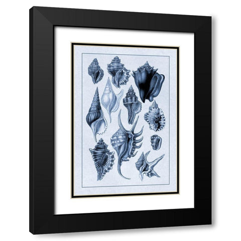 Shells: Trachelipoda #5 (Blue) Black Modern Wood Framed Art Print with Double Matting by Sowerby, G.B.