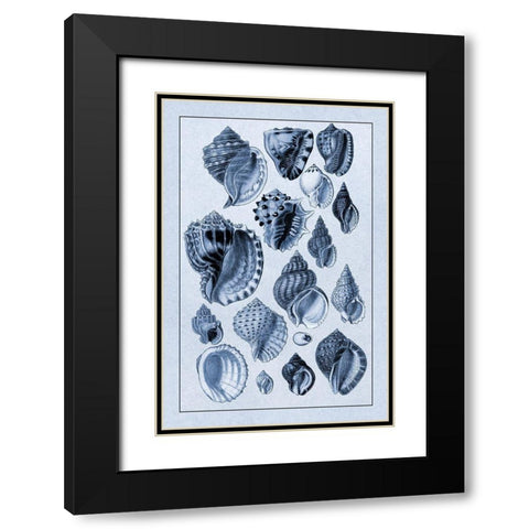 Shells: Purpurifera (Blue) Black Modern Wood Framed Art Print with Double Matting by Sowerby, G.B.