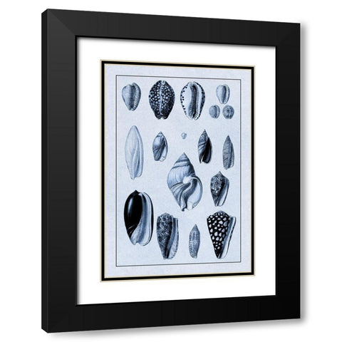 Shells: Convoltae and Orthocerata (Blue) Black Modern Wood Framed Art Print with Double Matting by Sowerby, G.B.