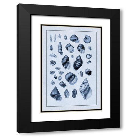 Shells: Sessile Cirripedes #2 (Blue) Black Modern Wood Framed Art Print with Double Matting by Sowerby, G.B.