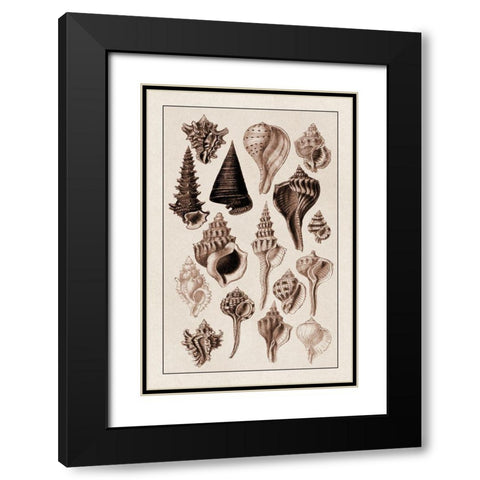 Shells: Trachelipoda #4 (Sepia) Black Modern Wood Framed Art Print with Double Matting by Sowerby, G.B.
