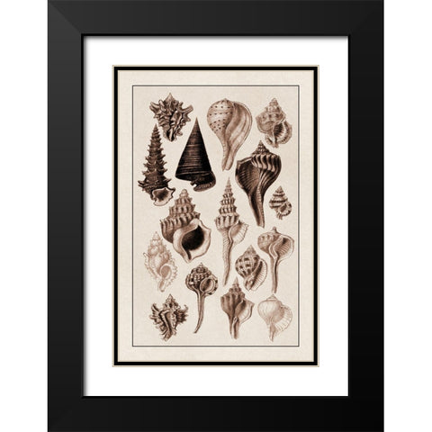 Shells: Trachelipoda #4 (Sepia) Black Modern Wood Framed Art Print with Double Matting by Sowerby, G.B.