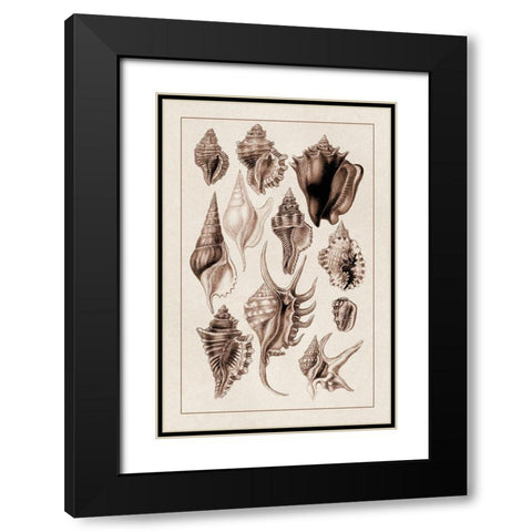 Shells: Trachelipoda #5 (Sepia) Black Modern Wood Framed Art Print with Double Matting by Sowerby, G.B.