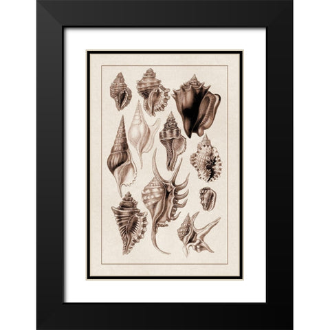 Shells: Trachelipoda #5 (Sepia) Black Modern Wood Framed Art Print with Double Matting by Sowerby, G.B.