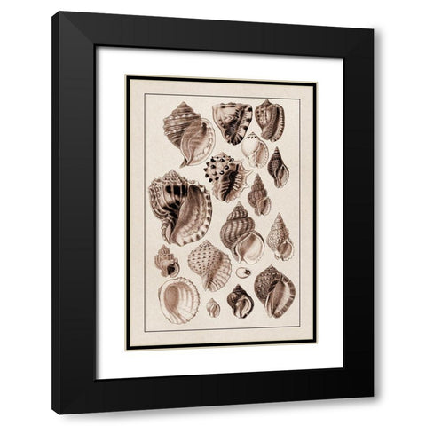 Shells: Purpurifera (Sepia) Black Modern Wood Framed Art Print with Double Matting by Sowerby, G.B.