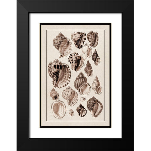 Shells: Purpurifera (Sepia) Black Modern Wood Framed Art Print with Double Matting by Sowerby, G.B.