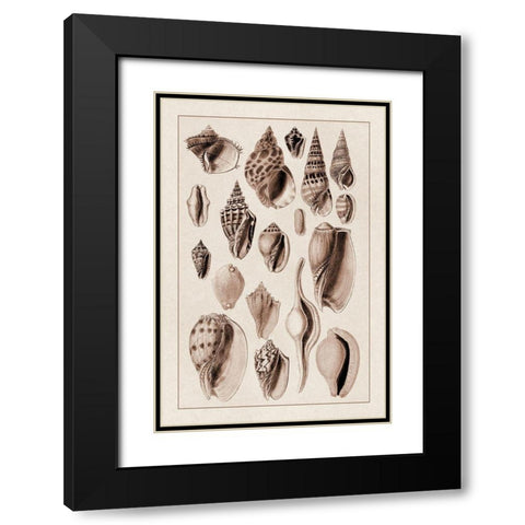 Shells: Trachelipoda #6 (Sepia) Black Modern Wood Framed Art Print with Double Matting by Sowerby, G.B.
