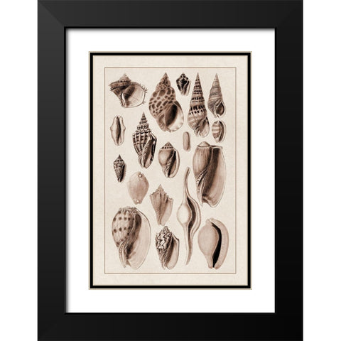 Shells: Trachelipoda #6 (Sepia) Black Modern Wood Framed Art Print with Double Matting by Sowerby, G.B.