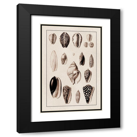 Shells: Convoltae and Orthocerata (Sepia) Black Modern Wood Framed Art Print with Double Matting by Sowerby, G.B.
