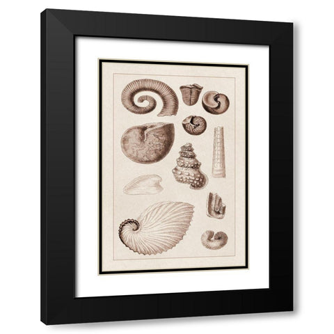 Shells: Ammonacea (Sepia) Black Modern Wood Framed Art Print with Double Matting by Sowerby, G.B.