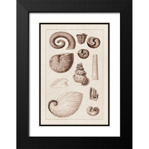 Shells: Ammonacea (Sepia) Black Modern Wood Framed Art Print with Double Matting by Sowerby, G.B.