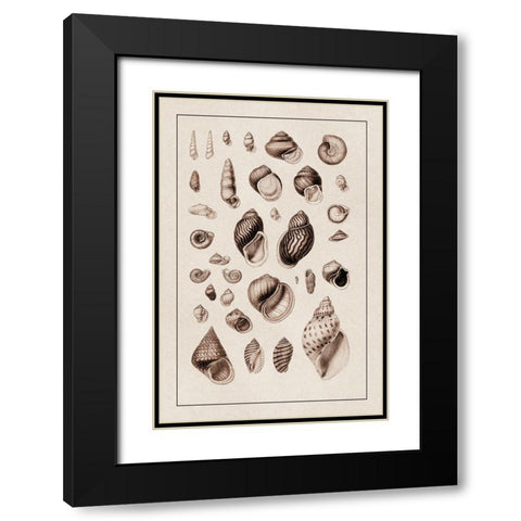 Shells: Sessile Cirripedes #2 (Sepia) Black Modern Wood Framed Art Print with Double Matting by Sowerby, G.B.