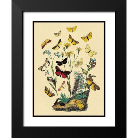 Moths: C. Miniata, S. Aurita, et al. Black Modern Wood Framed Art Print with Double Matting by Kirby, W. F.