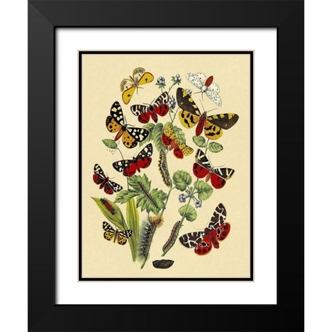 Moths: N. Plantaginis, A. Purpurea, et al. Black Modern Wood Framed Art Print with Double Matting by Kirby, W. F.