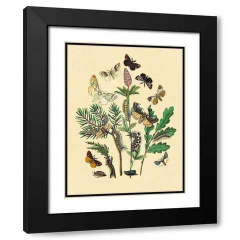 Moths: O. Gonostigma, D. Pudibunda, et al. Black Modern Wood Framed Art Print with Double Matting by Kirby, W. F.