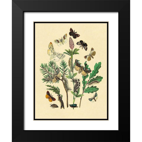 Moths: O. Gonostigma, D. Pudibunda, et al. Black Modern Wood Framed Art Print with Double Matting by Kirby, W. F.