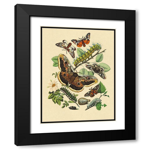 Moths: E. Versicolora, S. Pyri, S. Carpini Black Modern Wood Framed Art Print with Double Matting by Kirby, W. F.