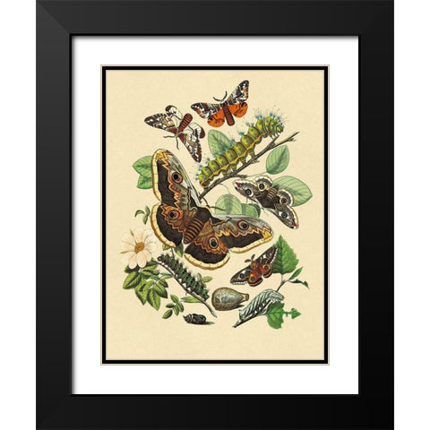 Moths: E. Versicolora, S. Pyri, S. Carpini Black Modern Wood Framed Art Print with Double Matting by Kirby, W. F.