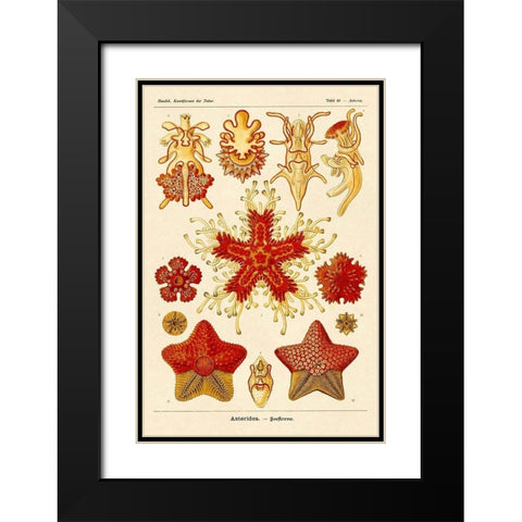 Haeckel Nature Illustrations: Starfish Black Modern Wood Framed Art Print with Double Matting by Haeckel, Ernst