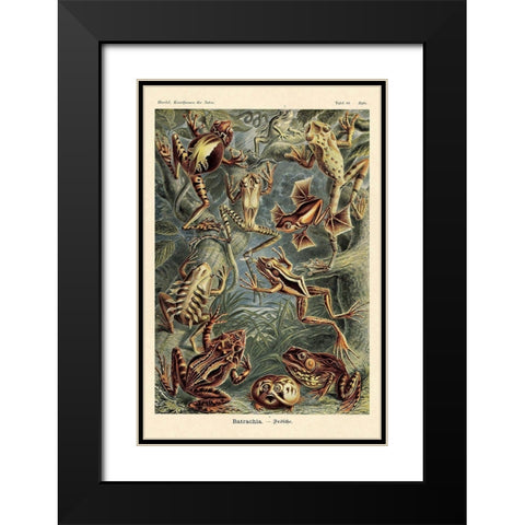 Haeckel Nature Illustrations: Frogs Black Modern Wood Framed Art Print with Double Matting by Haeckel, Ernst