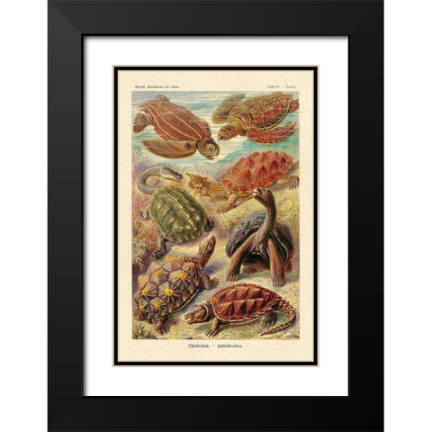 Haeckel Nature Illustrations: Turtles Black Modern Wood Framed Art Print with Double Matting by Haeckel, Ernst
