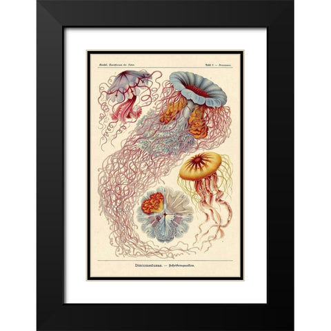 Haeckel Nature Illustrations: Jelly Fish Black Modern Wood Framed Art Print with Double Matting by Haeckel, Ernst