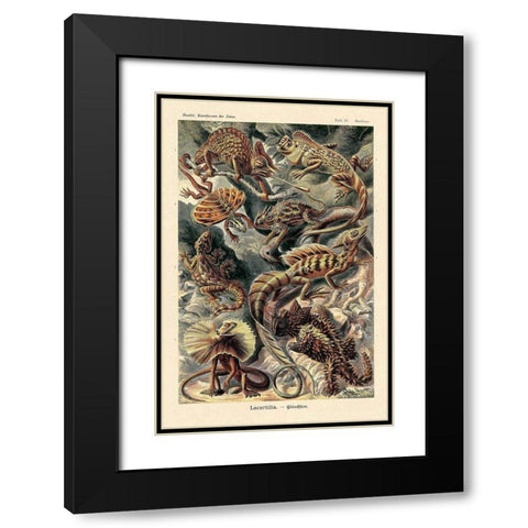 Haeckel Nature Illustrations: Lizards Black Modern Wood Framed Art Print with Double Matting by Haeckel, Ernst