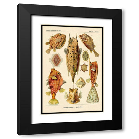 Haeckel Nature Illustrations: Boxfish Black Modern Wood Framed Art Print with Double Matting by Haeckel, Ernst