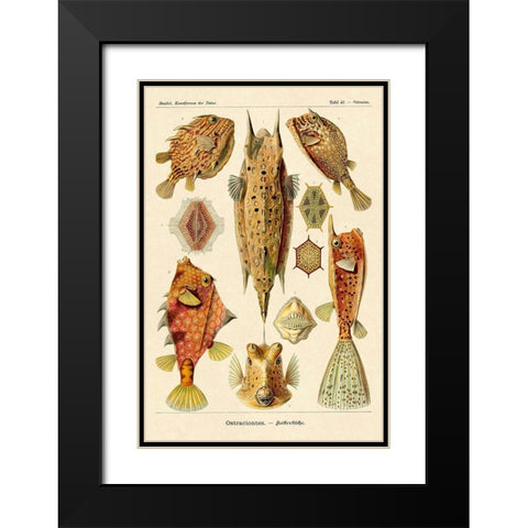 Haeckel Nature Illustrations: Boxfish Black Modern Wood Framed Art Print with Double Matting by Haeckel, Ernst