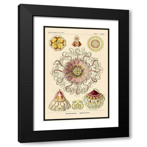 Haeckel Nature Illustrations: Jelly Fish Black Modern Wood Framed Art Print with Double Matting by Haeckel, Ernst