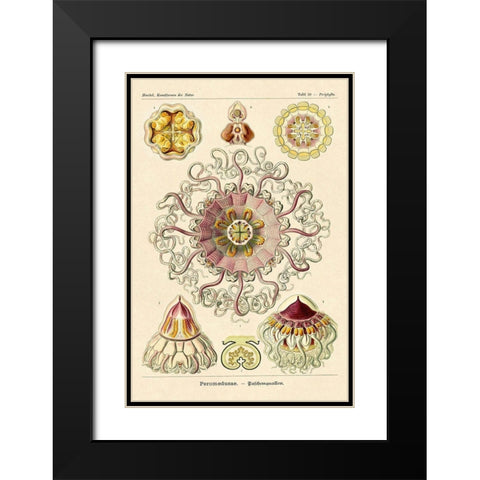 Haeckel Nature Illustrations: Jelly Fish Black Modern Wood Framed Art Print with Double Matting by Haeckel, Ernst