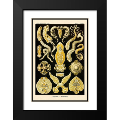 Haeckel Nature Illustrations: Flatworms Black Modern Wood Framed Art Print with Double Matting by Haeckel, Ernst