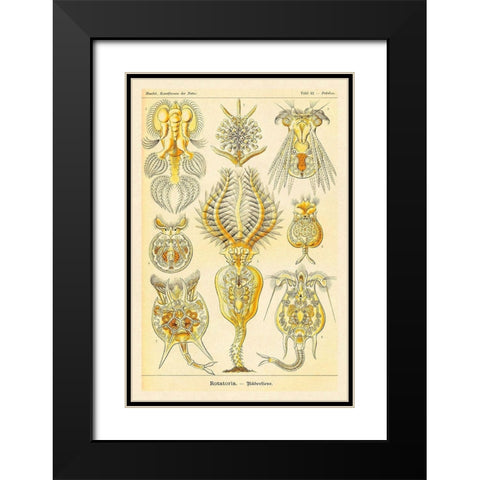 Haeckel Nature Illustrations: Rotatoria, rotifera worms Black Modern Wood Framed Art Print with Double Matting by Haeckel, Ernst
