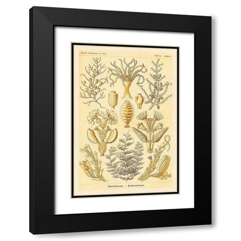 Haeckel Nature Illustrations: Sertulariae Black Modern Wood Framed Art Print with Double Matting by Haeckel, Ernst